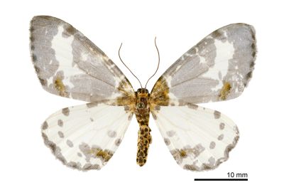 銀灰金星尺蛾 Abraxas submartiaria 雌蟲
