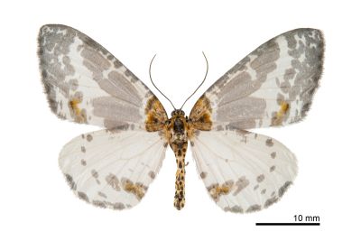 銀灰金星尺蛾 Abraxas submartiaria 雌蟲