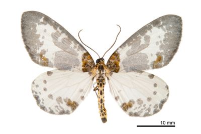 銀灰金星尺蛾 Abraxas submartiaria 雄蟲