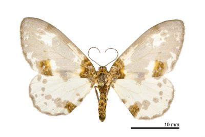 金星尺蛾 Abraxas suspecta 雌蟲