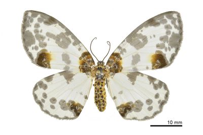 金星尺蛾 Abraxas suspecta 雌蟲