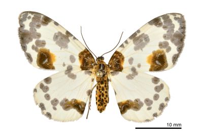 金星尺蛾 Abraxas suspecta 雌蟲