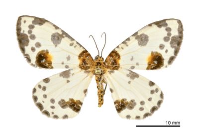 金星尺蛾 Abraxas suspecta 雌蟲