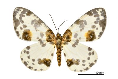 金星尺蛾 Abraxas suspecta 雌蟲