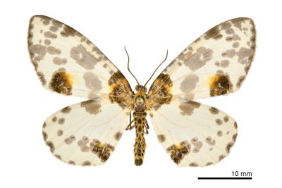 金星尺蛾 Abraxas suspecta 雄蟲