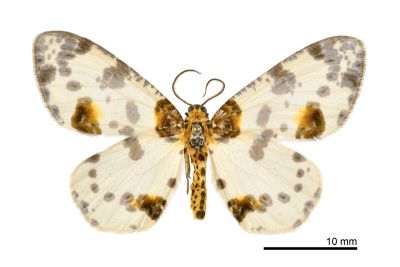 金星尺蛾 Abraxas suspecta 雄蟲
