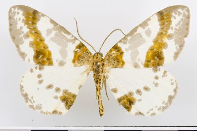 臺灣金星尺蛾 Abraxas taiwanensis 雄蟲