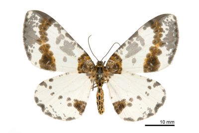 臺灣金星尺蛾 Abraxas taiwanensis 雌蟲