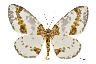臺灣金星尺蛾 Abraxas taiwanensis 雌蟲