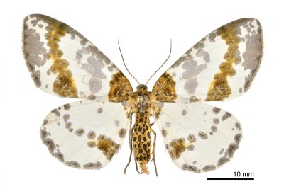 臺灣金星尺蛾 Abraxas taiwanensis 雌蟲