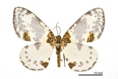 小金星尺蛾 Abraxas tenellula 雌蟲