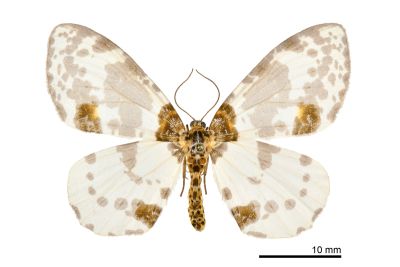 小金星尺蛾 Abraxas tenellula 雌蟲
