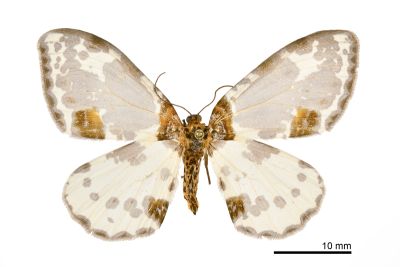 小金星尺蛾 Abraxas tenellula 雌蟲