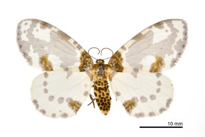 小金星尺蛾 Abraxas tenellula 雌蟲