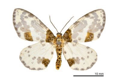 小金星尺蛾 Abraxas tenellula 雄蟲