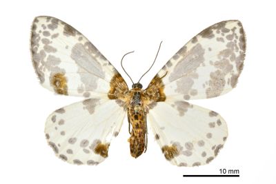 小金星尺蛾 Abraxas tenellula 雄蟲