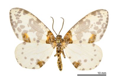 小金星尺蛾 Abraxas tenellula 雄蟲