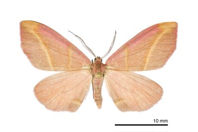黃帶朱色彩斑尺蛾 Achrosis pulchra 雄蟲
