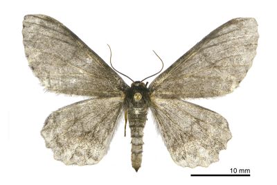 白波緣尺蛾 Cusiala boarmioides 雌蟲