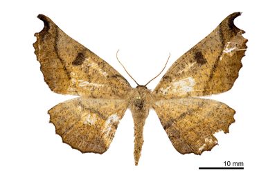 帶紋極尺蛾 Acrodontis aenigma 雌蟲