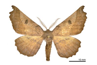 帶紋極尺蛾 Acrodontis aenigma 雄蟲