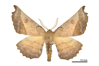 帶紋極尺蛾 Acrodontis aenigma 雄蟲