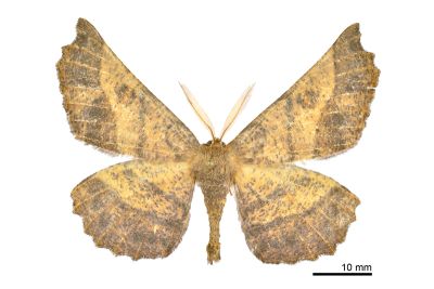 福極尺蛾 Acrodontis fumosa 雄蟲