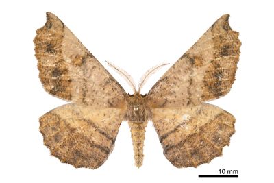 福極尺蛾 Acrodontis fumosa 雄蟲