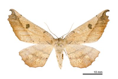 迷極尺蛾 Acrodontis mystica 雌蟲