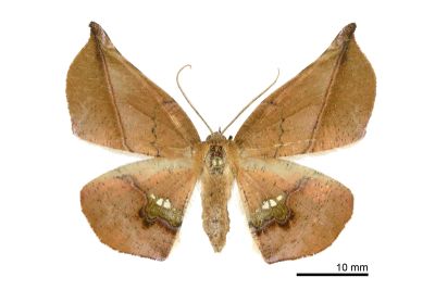 後紋鈎角尺蛾 Garaeus apicata formosanus 雌蟲