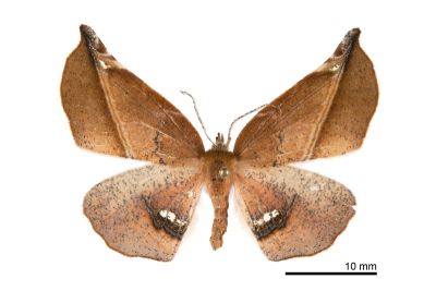 後紋鈎角尺蛾 Garaeus apicata formosanus 雌蟲