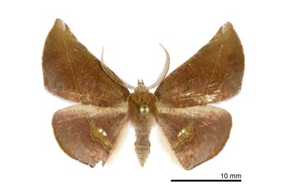 後紋鈎角尺蛾 Garaeus apicata formosanus 雄蟲
