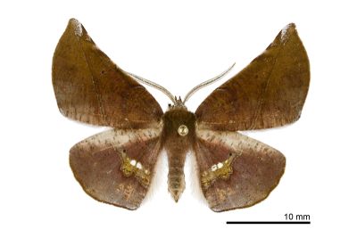 後紋鈎角尺蛾 Garaeus apicata formosanus 雄蟲