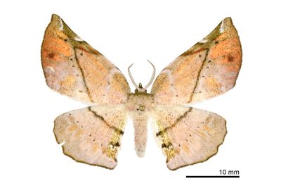 污紋鈎角尺蛾 Agaraeus discolor 雌蟲