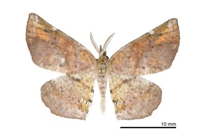 污紋鈎角尺蛾 Agaraeus discolor 雄蟲
