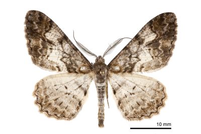 大霜尺蛾 Alcis admissaria undularia 雄蟲