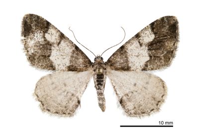 鞍馬山霜尺蛾 Alcis anmashanensis 雌蟲