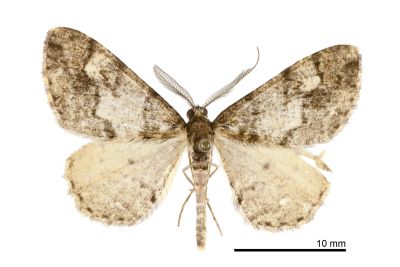 鞍馬山霜尺蛾 Alcis anmashanensis 雄蟲
