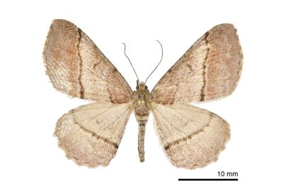 阿里山霜尺蛾 Alcis arizana 雌蟲
