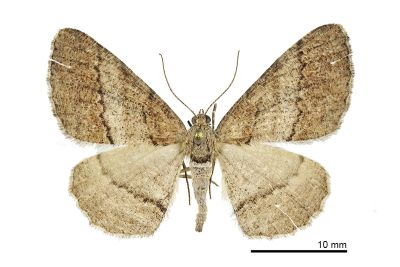 阿里山霜尺蛾 Alcis arizana 雌蟲