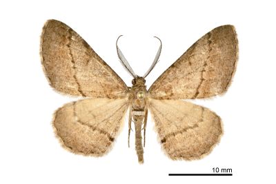 阿里山霜尺蛾 Alcis arizana 雄蟲