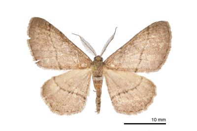 阿里山霜尺蛾 Alcis arizana 雄蟲