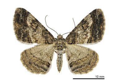 俄霜尺蛾 Alcis ectogramma 雌蟲