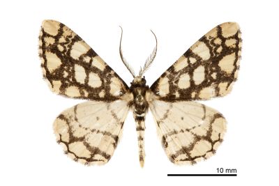 網紋霜尺蛾 Alcis maculata taiwanica 雄蟲