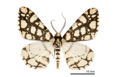 網紋霜尺蛾 Alcis maculata taiwanica 雄蟲