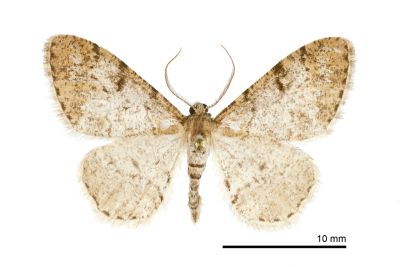 小霜尺蛾 Alcis nubeculosa 雄蟲