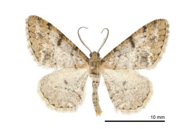 小霜尺蛾 Alcis nubeculosa 雄蟲