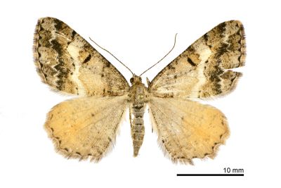 淡紋霜尺蛾 Alcis postlurida 雌蟲