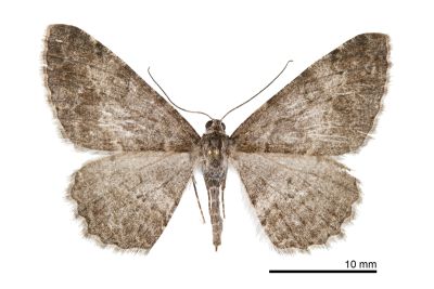 霜尺蛾 Alcis plebeia 雌蟲