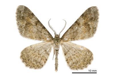 霜尺蛾 Alcis plebeia 雄蟲
